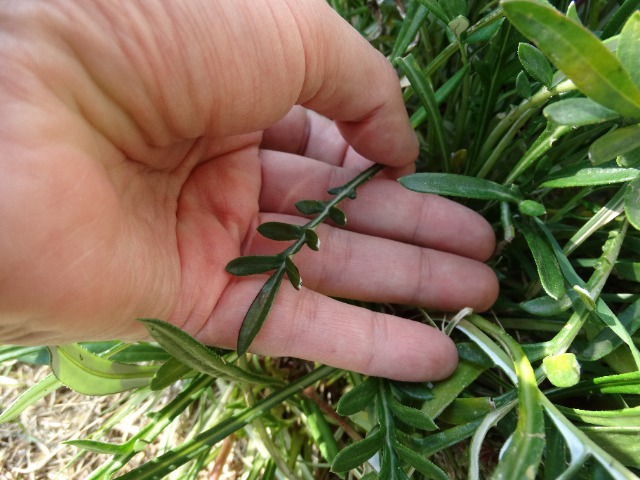 Gazania linearis