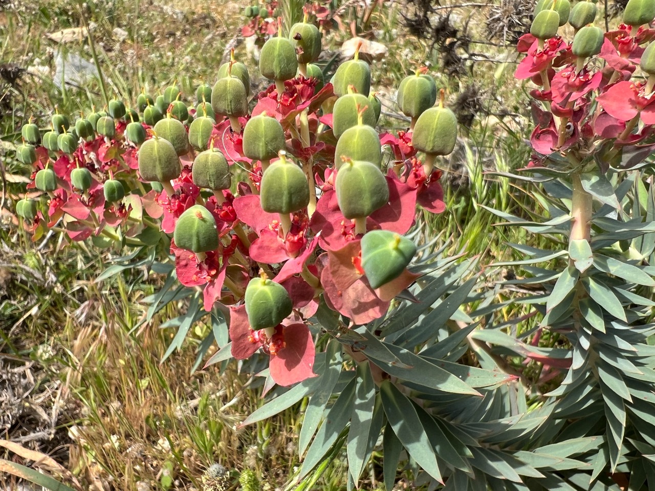 Euphorbia rigida