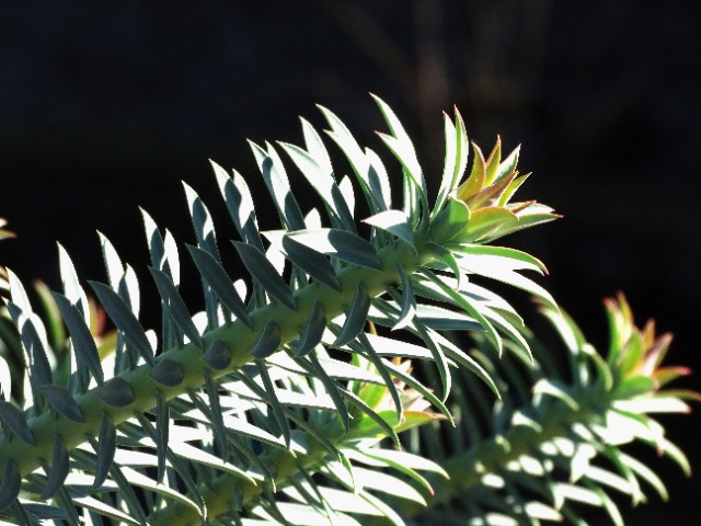 Euphorbia rigida