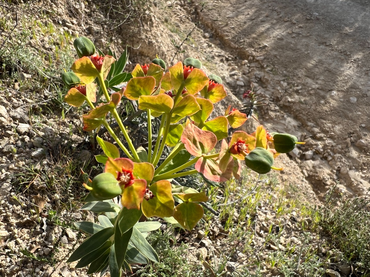 Euphorbia rigida