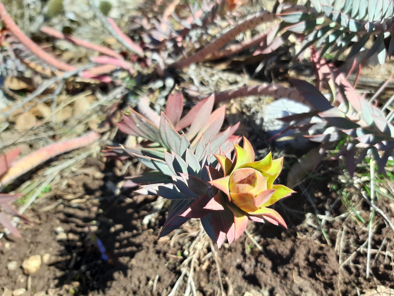Euphorbia rigida