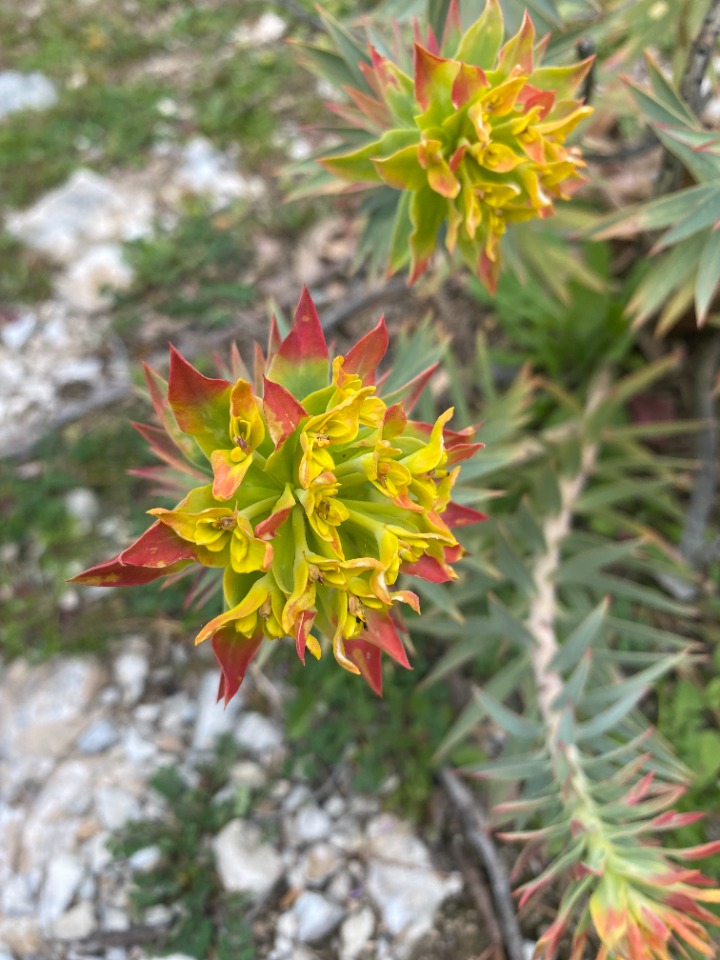 Euphorbia rigida