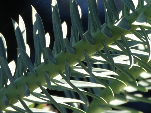 Euphorbia rigida