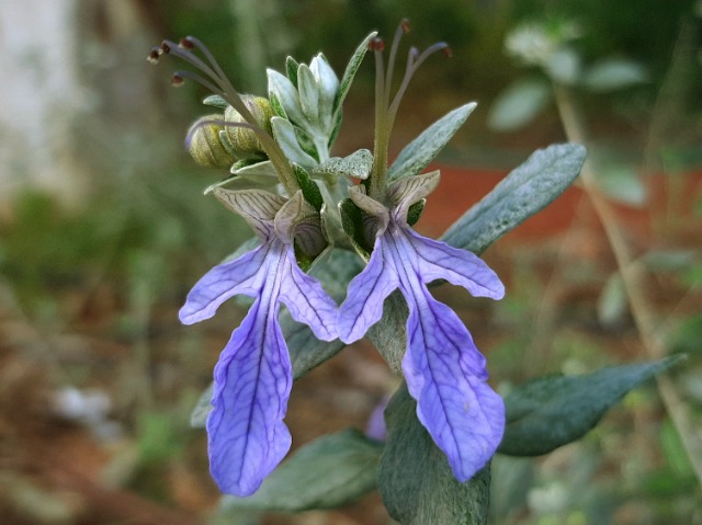 Teucrium fruticans