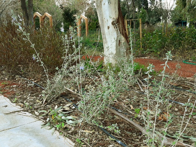 Teucrium fruticans