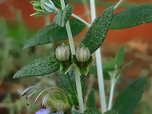 Teucrium fruticans