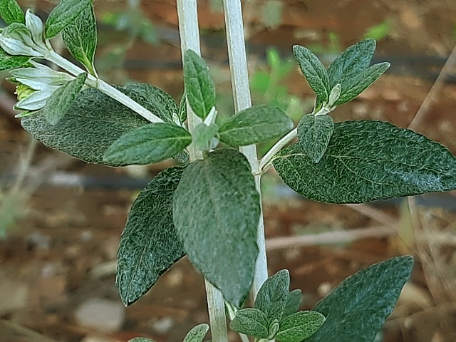 Teucrium fruticans