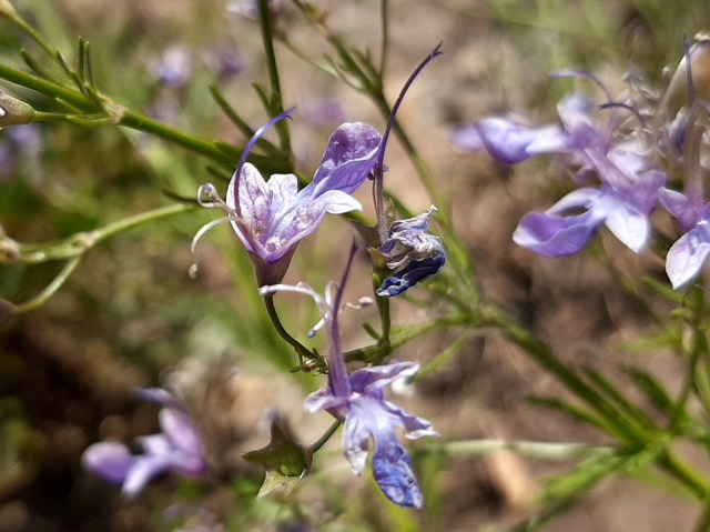 Teucrium orientale