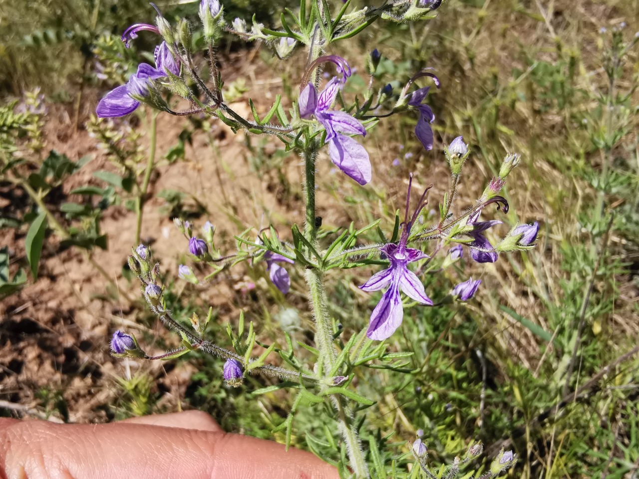 Teucrium orientale