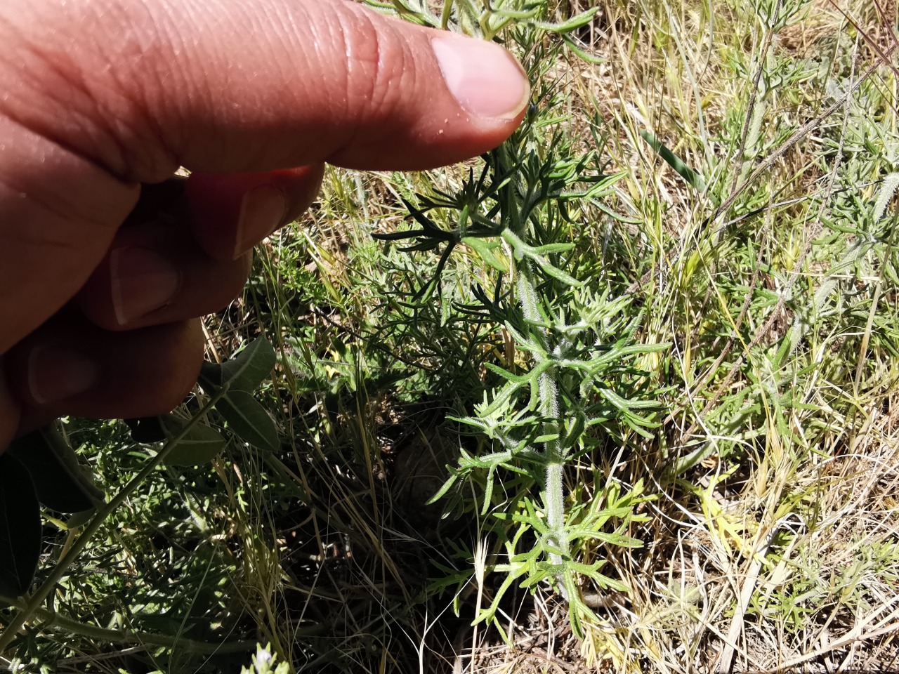 Teucrium orientale