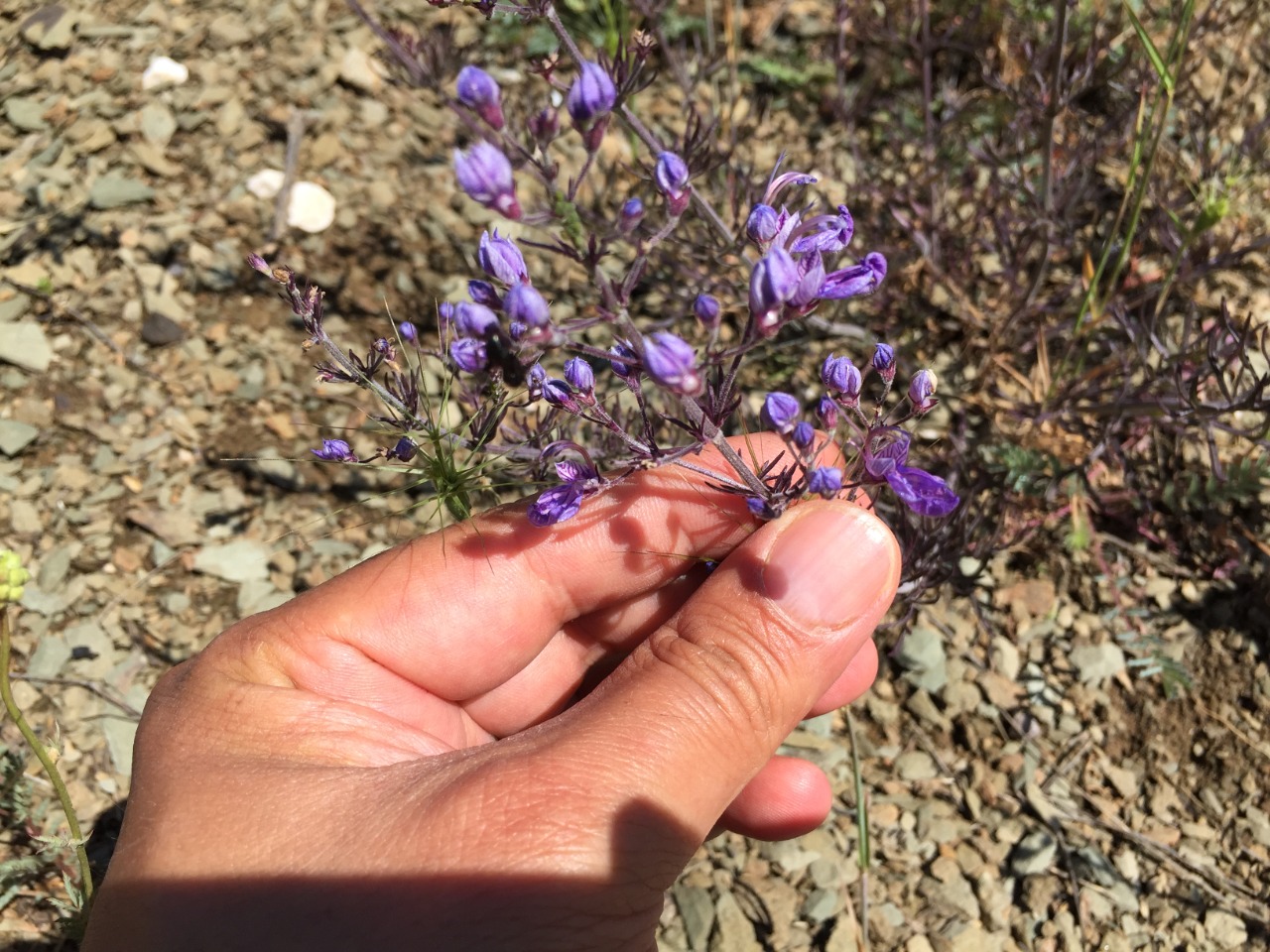 Teucrium orientale