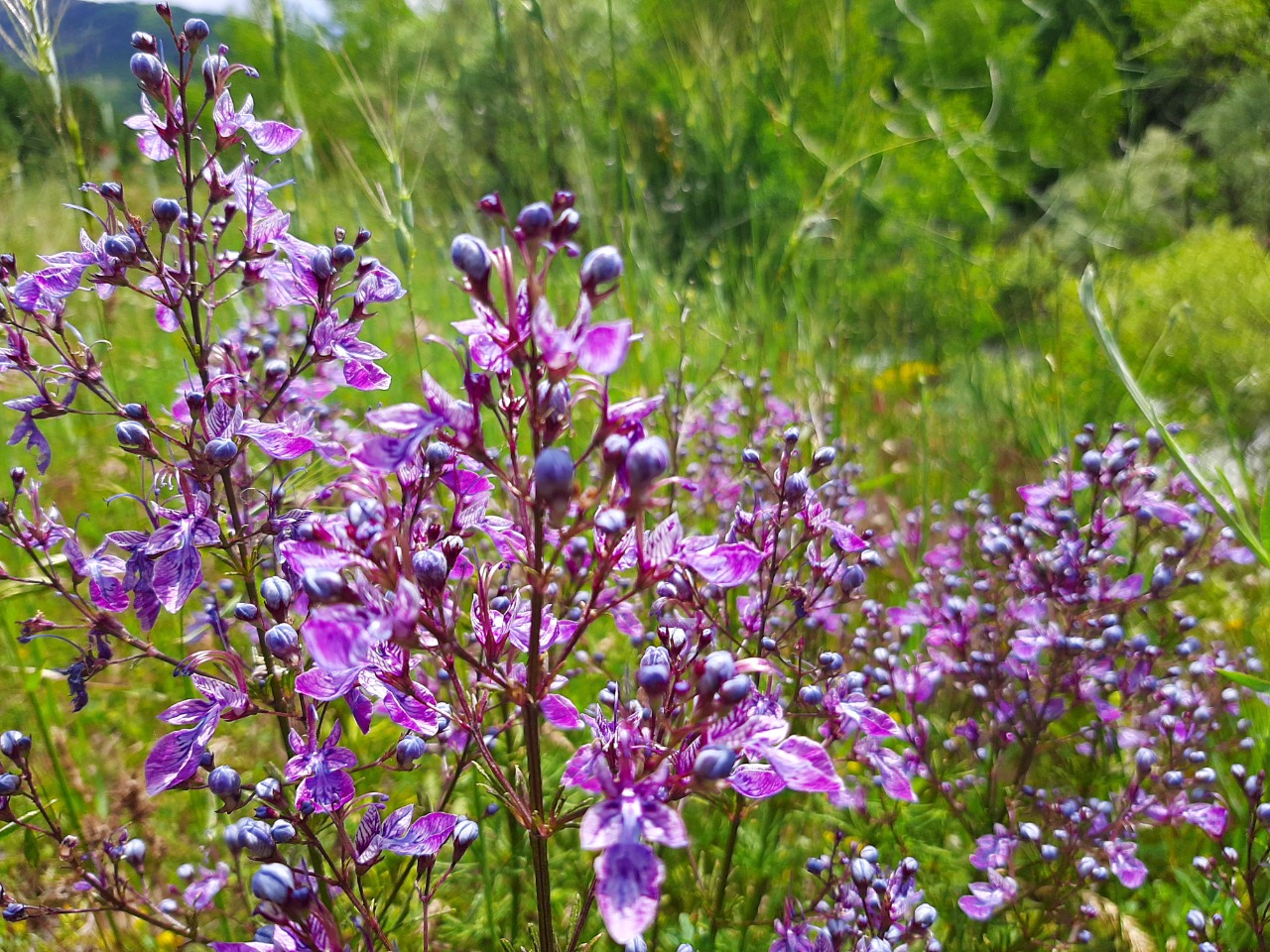 Teucrium orientale