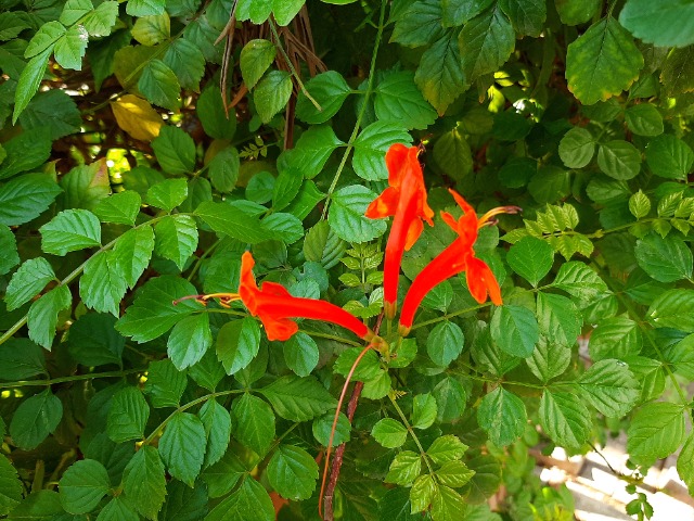 Tecomaria capensis