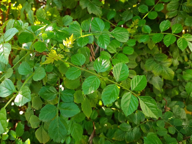 Tecomaria capensis