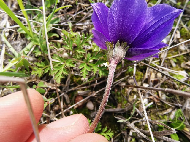 Anemone coronaria