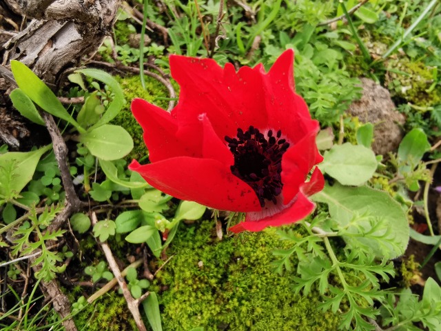 Anemone coronaria