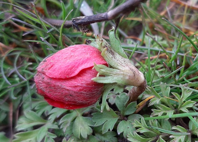 Anemone coronaria