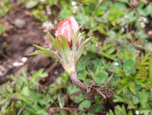 Anemone coronaria