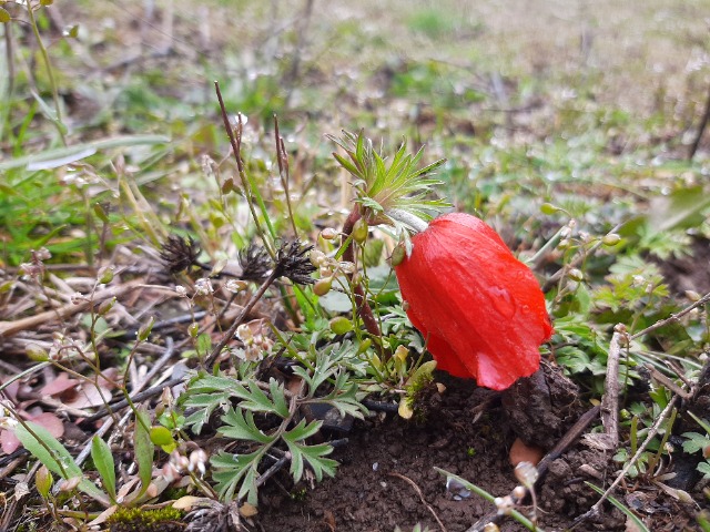 Anemone coronaria