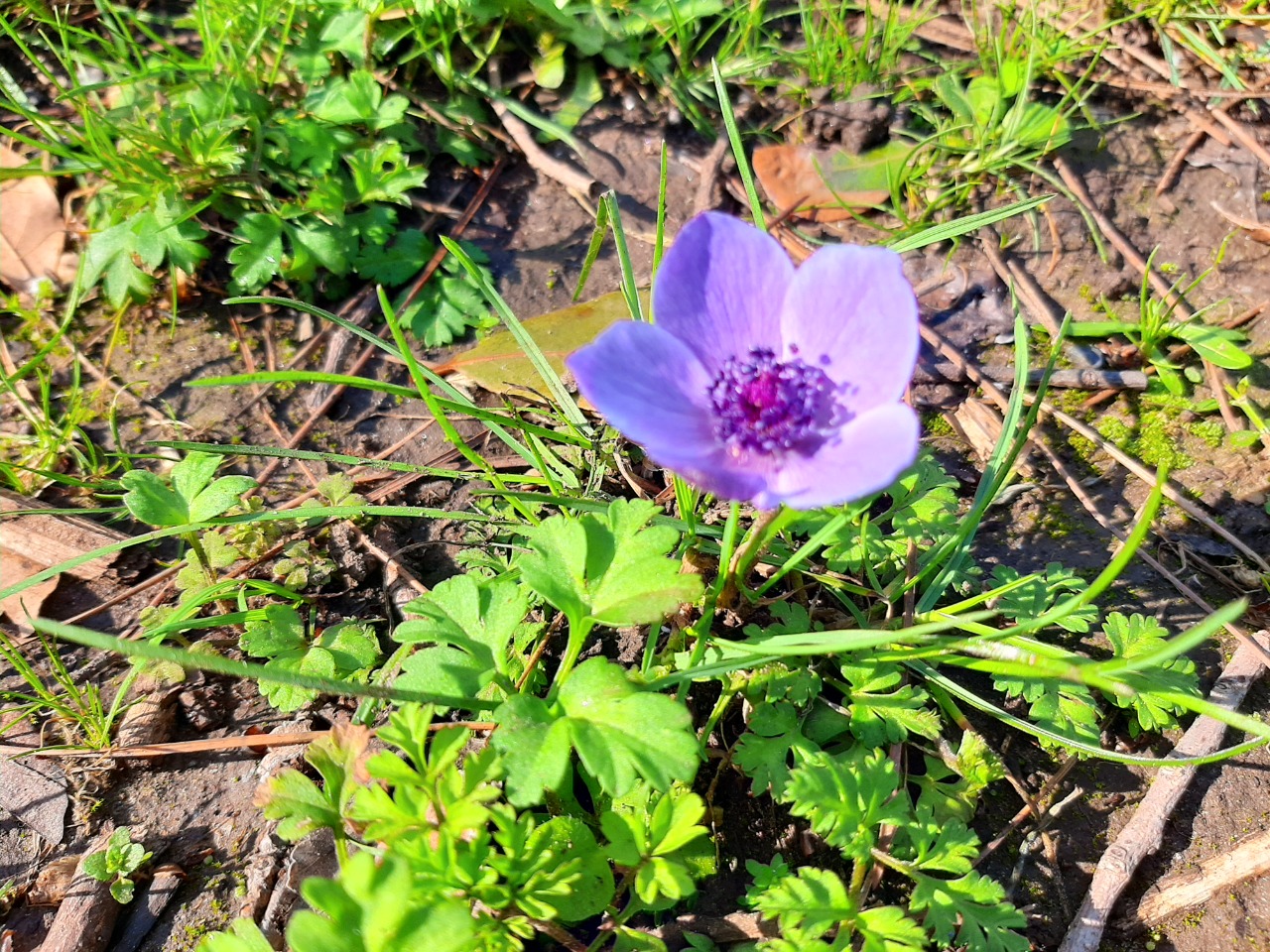 Anemone coronaria