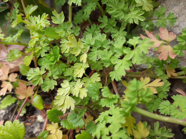 Fumaria capreolata