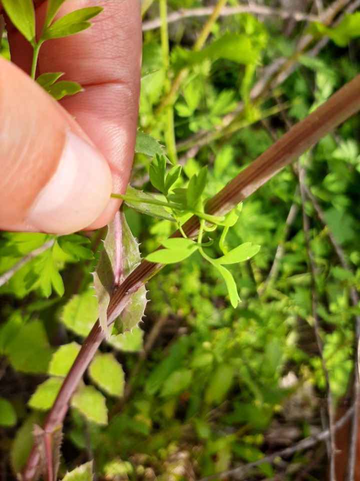 Fumaria capreolata