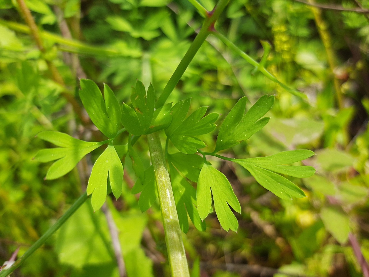 Fumaria capreolata