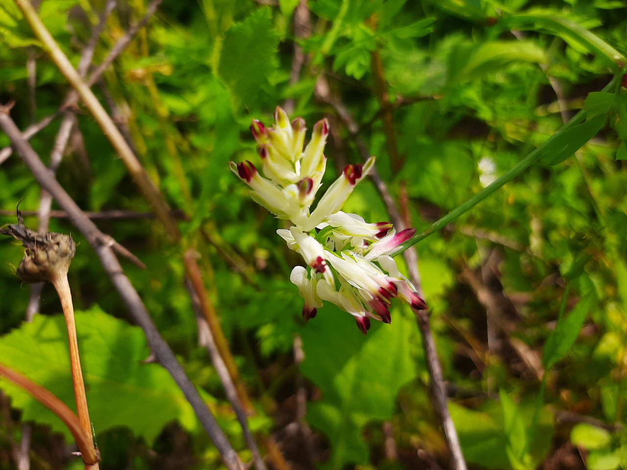 Fumaria capreolata