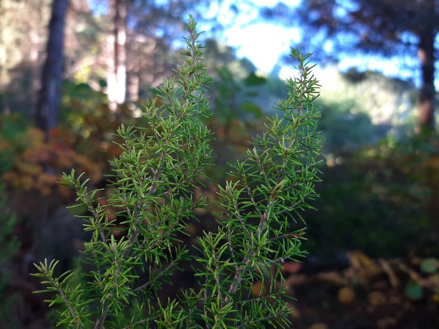 Erica arborea