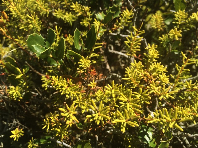 Erica arborea