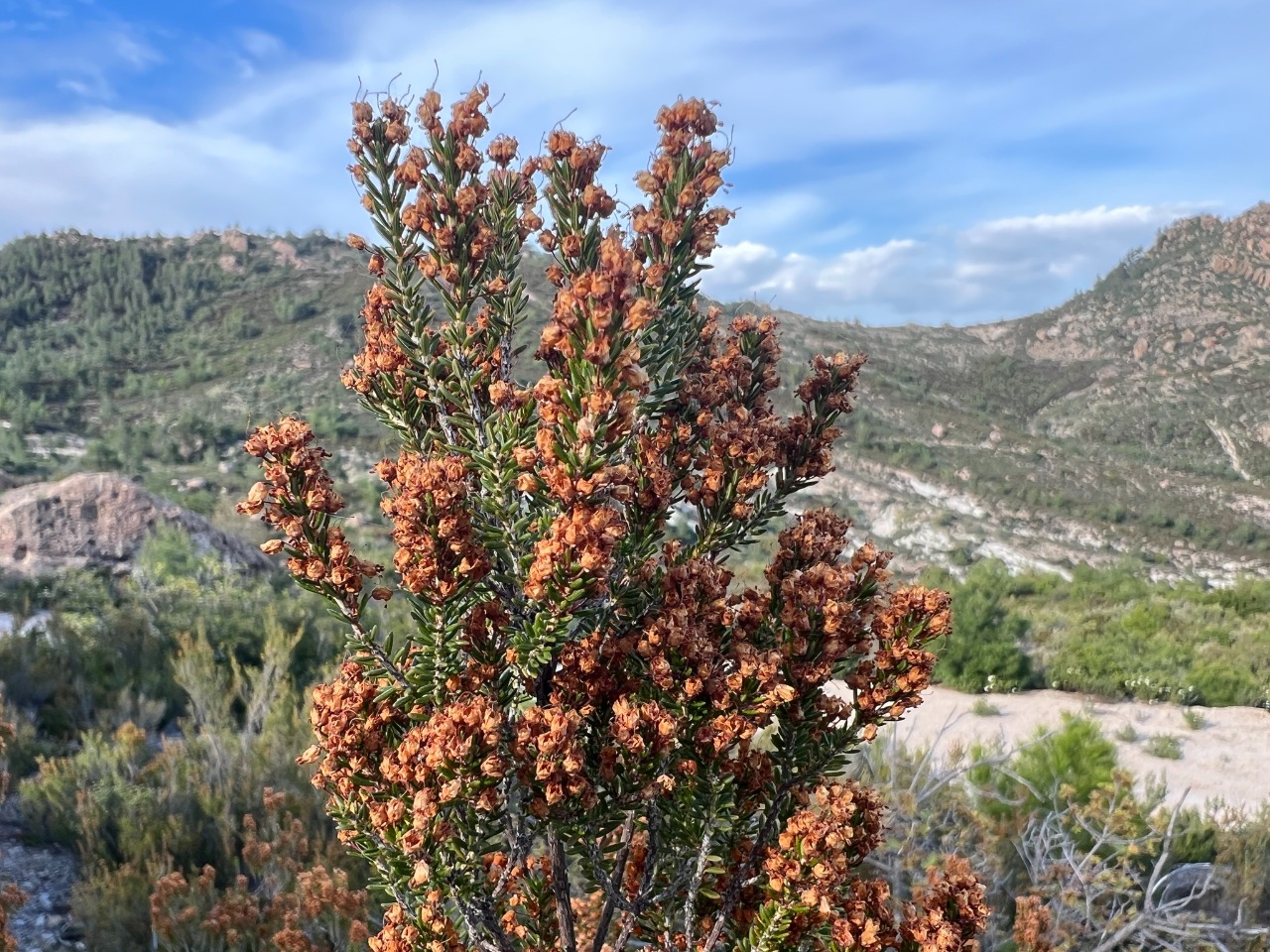 Erica arborea