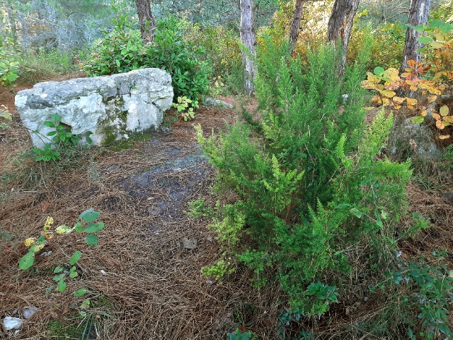 Erica arborea