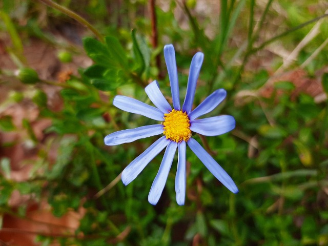 Felicia amelloides