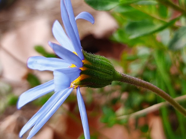 Felicia amelloides