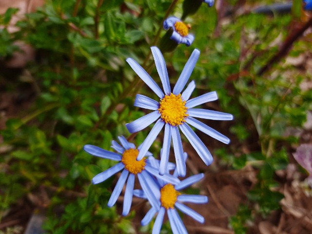 Felicia amelloides