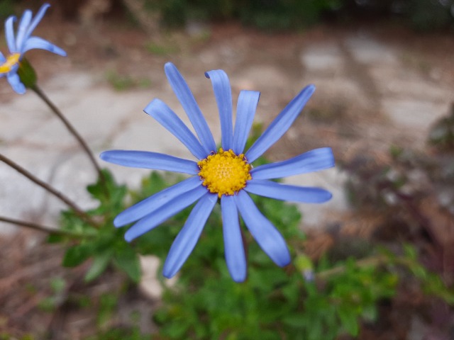 Felicia amelloides