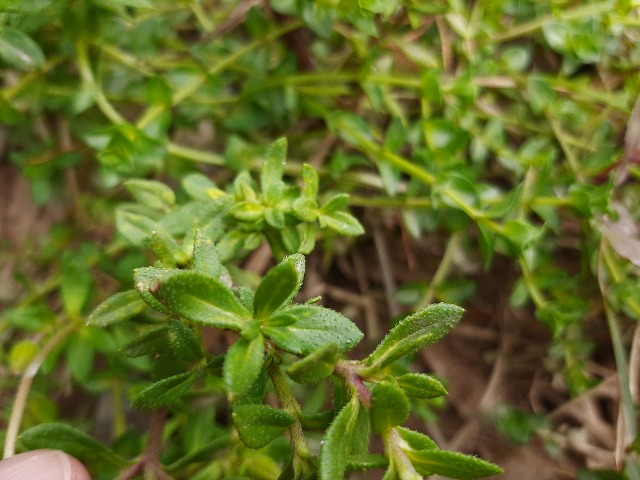 Felicia amelloides