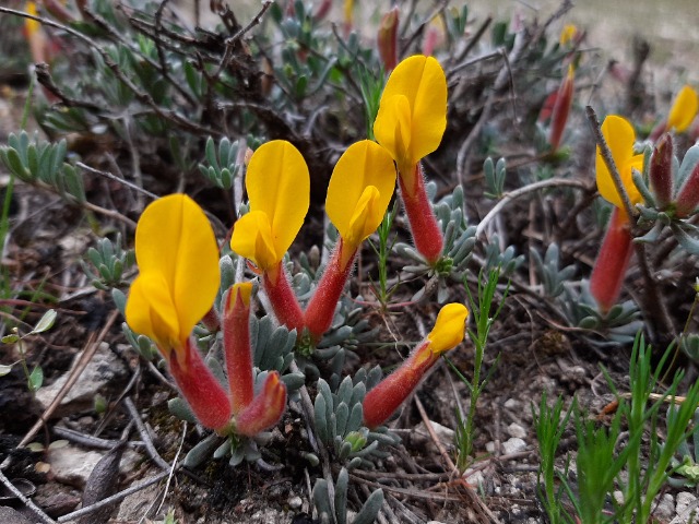 Cytisopsis pseudocytisus subsp. reeseana