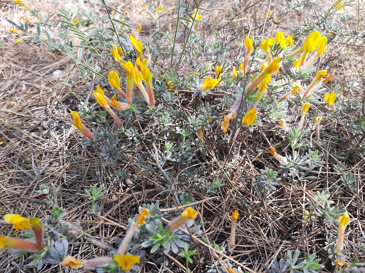 Cytisopsis pseudocytisus subsp. reeseana