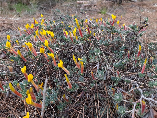 Cytisopsis pseudocytisus subsp. reeseana