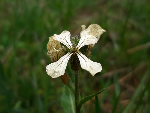 Eruca vesicaria