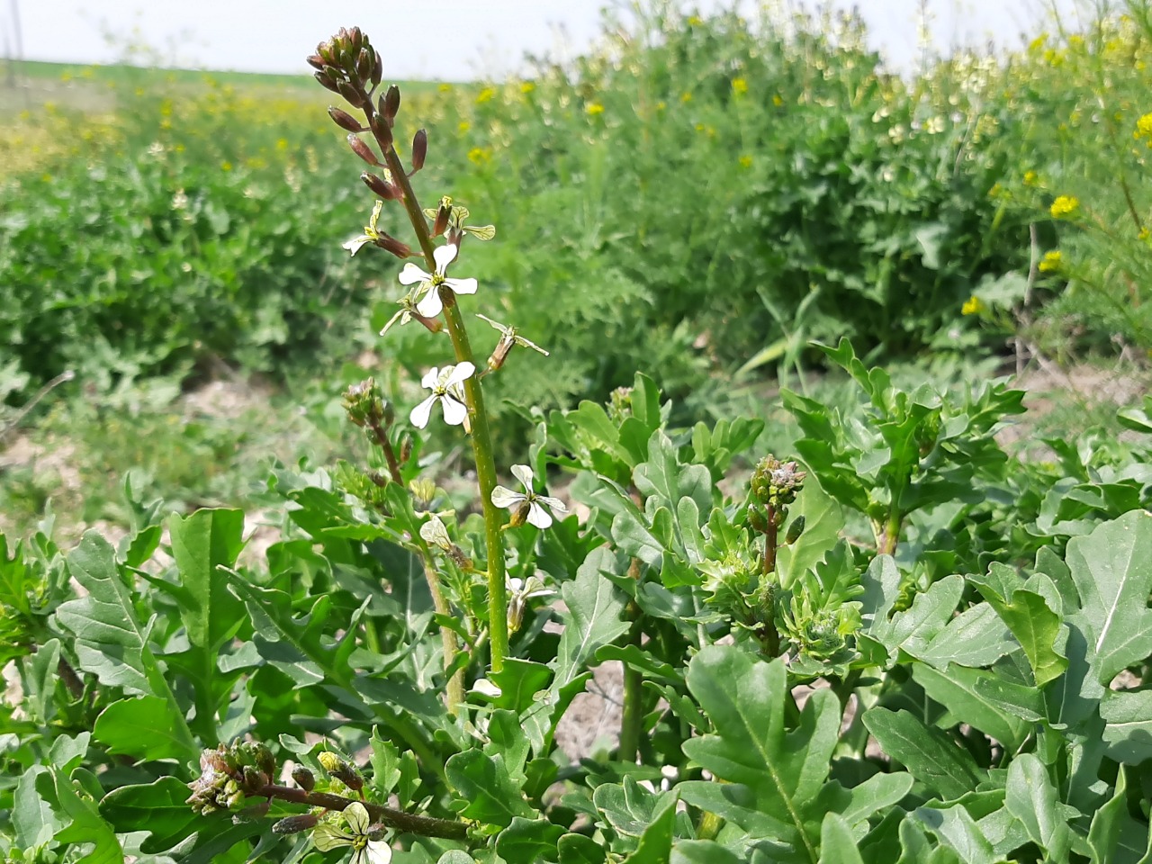 Eruca vesicaria