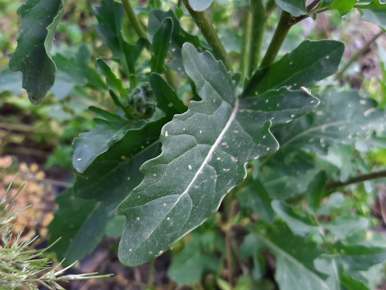 Eruca vesicaria