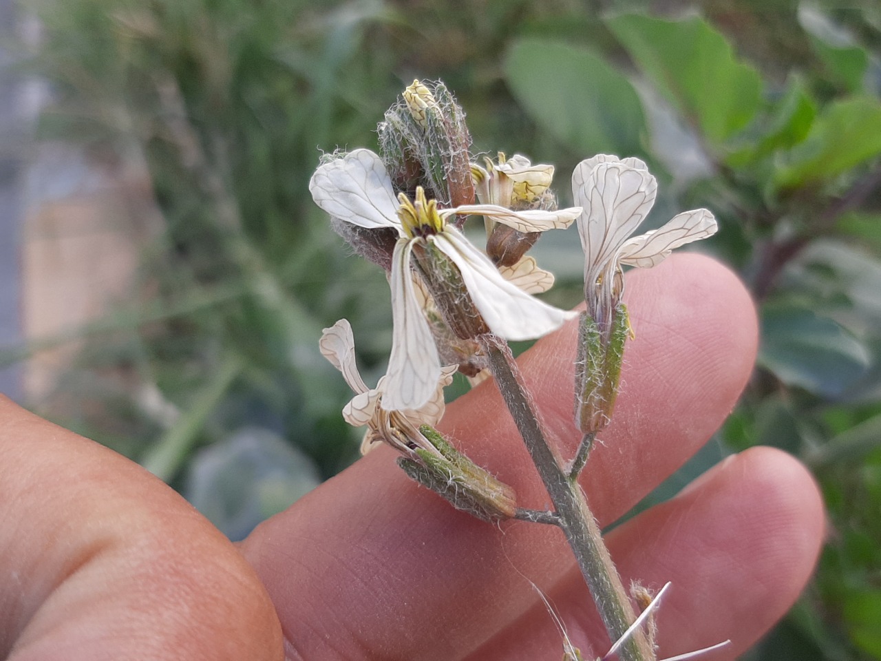 Eruca vesicaria