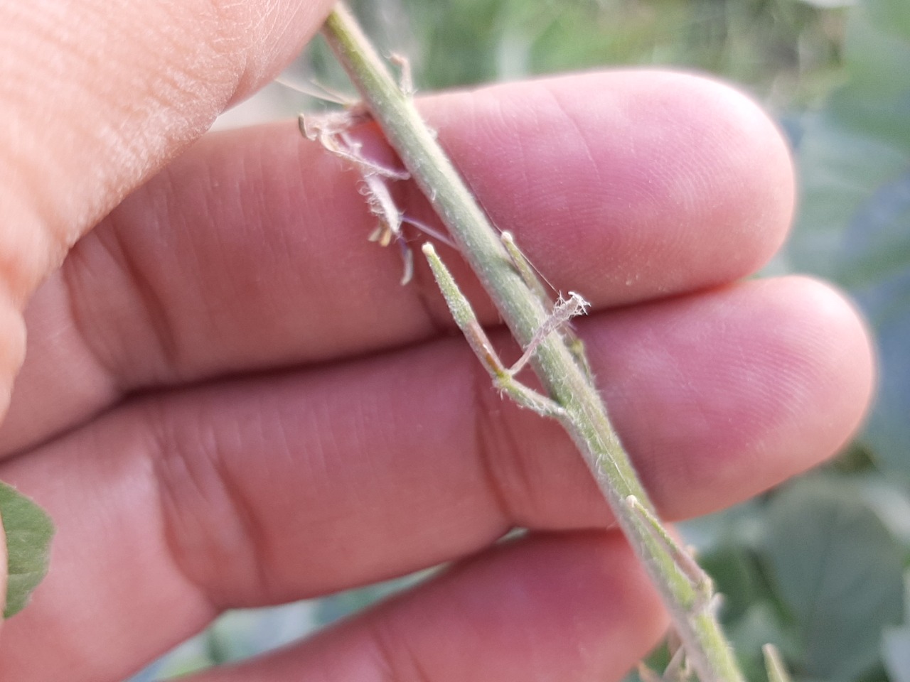 Eruca vesicaria