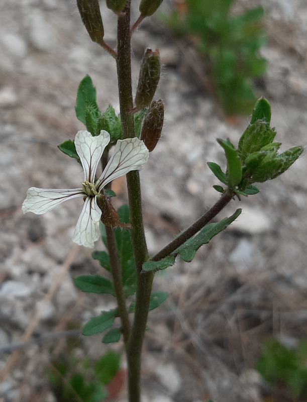 Eruca vesicaria