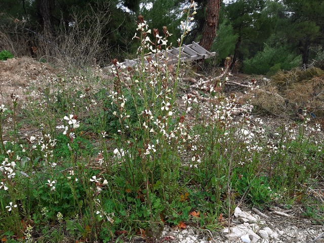 Eruca vesicaria