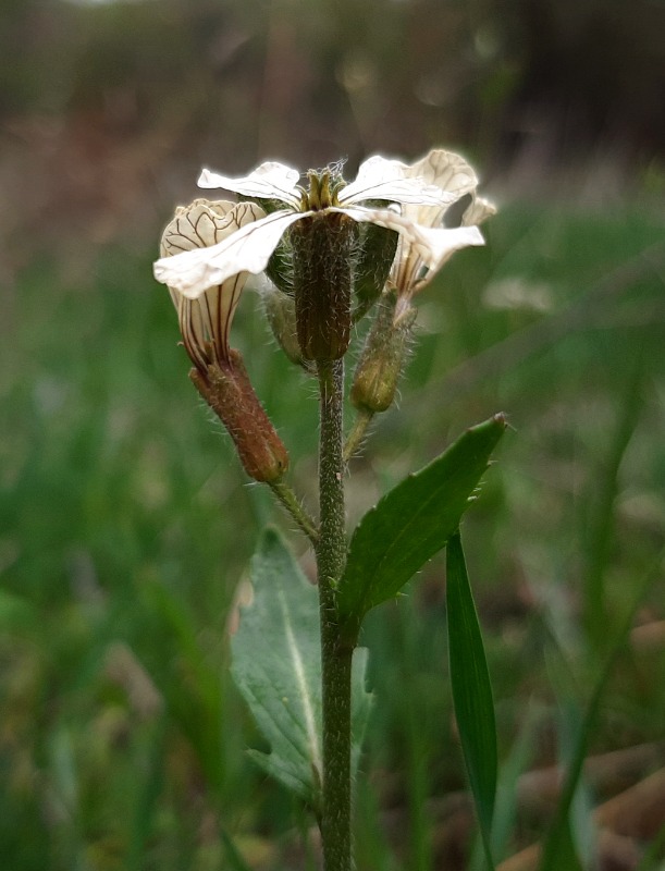 Eruca vesicaria