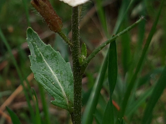 Eruca vesicaria