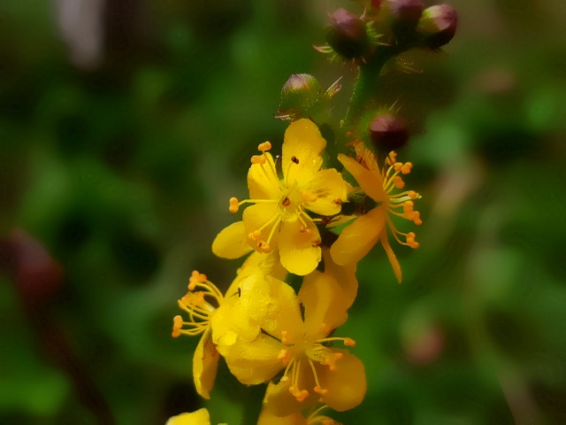 Agrimonia eupatoria